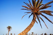 Palm trees on clear sky by Sami Sarkis Photography
