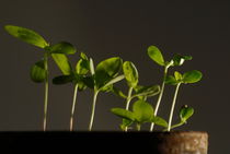 Seedlings in pot von Sami Sarkis Photography