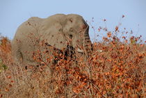 African elephant (Loxodonta africana) hiding in shrubs von Sami Sarkis Photography