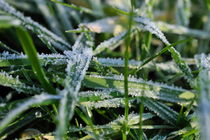 Frost grass von Sami Sarkis Photography