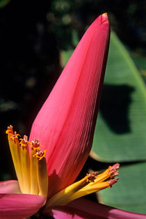 Banana flower by Sami Sarkis Photography