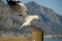 Seagull landing on pole von Sami Sarkis Photography