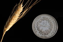 Wheat next to a French fifty franc coin by Sami Sarkis Photography