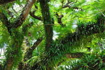 Fern leaves branches by Sami Sarkis Photography