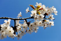 Almond tree in flower at spring von Sami Sarkis Photography