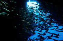 School of Glass fish in an underwater cave by Sami Sarkis Photography