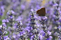Butterfly gathering nectar from lavender flowers von Sami Sarkis Photography