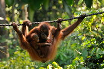 Mother and baby Orang Utan playing von Sami Sarkis Photography