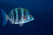 Zebra Seabream swimming von Sami Sarkis Photography