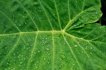 Water droplets on green leaf  after rain von Sami Sarkis Photography