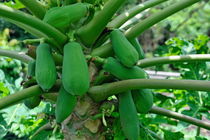 Papaya fruits on tree von Sami Sarkis Photography