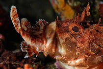 Close up of Scorpion Fish (Scorpaena Scrofa) eating fish by Sami Sarkis Photography