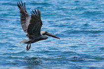 Brown Pelican (Pelecanus occidentalis) von Sami Sarkis Photography