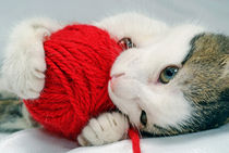 Kitten playing with red ball of yarn by Sami Sarkis Photography