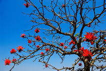 Red-Hot Poker tree in bloom by Sami Sarkis Photography