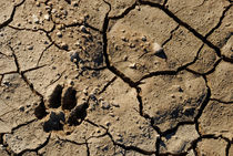 Animal footprint in cracked mud surface von Sami Sarkis Photography