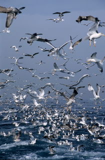 Flock of seagulls in the sea and in flight von Sami Sarkis Photography