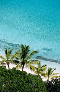 Palm Trees Against Cristal Blue Water by Sami Sarkis Photography