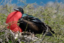 Side view of Great Frigate bird (Frigata minor) in shrub von Sami Sarkis Photography