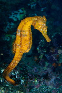 Sea horse (Hippocampus) underwater view von Sami Sarkis Photography