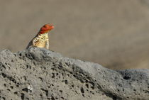 Lava Lizard (Microlophus albemarlensis) on lava rock von Sami Sarkis Photography