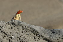 Lava Lizard (Microlophus albemarlensis) on lava rock by Sami Sarkis Photography