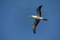 Flying Masked booby  (Sula dactylatra ) in flight by Sami Sarkis Photography