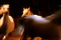 Three white horses running in arena (blurred motion) von Sami Sarkis Photography