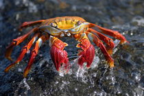 Sally Lightfoot Crab (Grapsus grapsus) von Sami Sarkis Photography