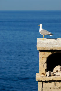 Seagull overlooking Mediterranean sea by Sami Sarkis Photography