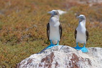 Two Blue-footed Boobies on a rock by Sami Sarkis Photography