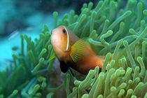 Blackfoot Anemonefish (Amphiprion nigripes) hosted in a magnificent sea anemone. von Sami Sarkis Photography