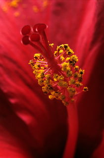 Stamen with pollen in a red hibiscus flower. by Sami Sarkis Photography