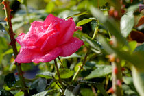 Drops on a rose after a rain shower. von Sami Sarkis Photography