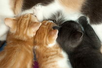 Portrait of three kitten cats sucking the breast of their mother. by Sami Sarkis Photography