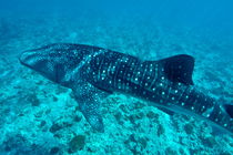 Spotted whale shark (rhincodon typus) swimming in Ari Atoll von Sami Sarkis Photography