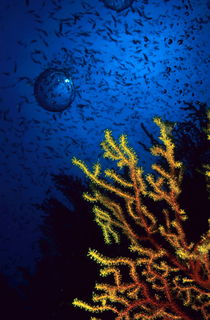 One large air bubble floating above a brightly colored gorgonian with a school of fish swimming in the background von Sami Sarkis Photography