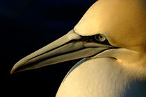 Portrait of a Northern Gannet (Morus bassanus) at sunrise von Sami Sarkis Photography