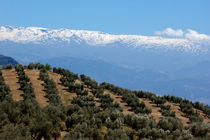 Rows of olive trees against the snowy Alpujarras mountains  in Andalusia by Sami Sarkis Photography