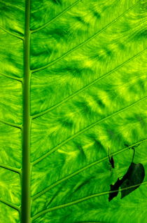 Bright green leave with an insect crawling over its surface by Sami Sarkis Photography