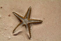 Starfish partially buried in white sand von Sami Sarkis Photography