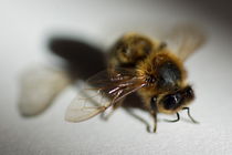Bee sitting on a white sheet. by Sami Sarkis Photography