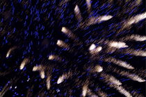 Fireworks light up the sky while celebrating Bastille Day by Sami Sarkis Photography