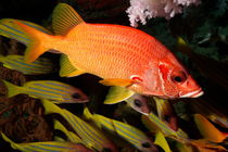 Sabre Squirrelfish (Sargocentron spiniferum) swims among Bluestripe Snapper (Lutjanus kasmir) von Sami Sarkis Photography