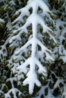 Snowy fir tree branches in the French Alps von Sami Sarkis Photography