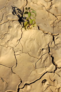 Green plant growing in cracked dry soil. von Sami Sarkis Photography