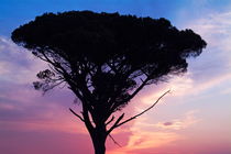 Silhouette of an old pine tree at sunset by Sami Sarkis Photography