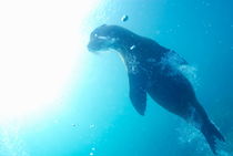 Sea lion (Zalophus californianus) swimming von Sami Sarkis Photography