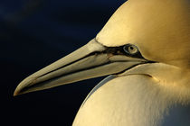 Portrait of a Northern Gannet (Morus bassanus) at sunrise by Sami Sarkis Photography