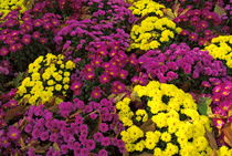 Colorful flowers blooming during autumn in the Tuileries Garden by Sami Sarkis Photography